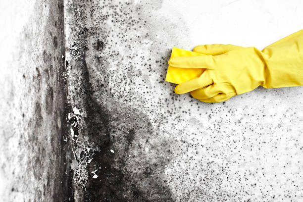 Best Certified Mold Removal  in Oxford, PA