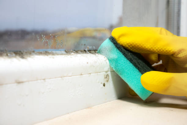 Best Mold Damage Repair  in Oxford, PA