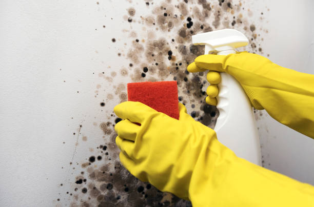 Mold Removal Process in Oxford, PA
